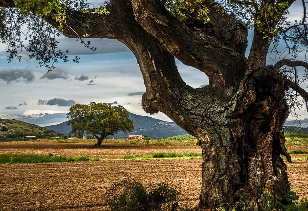 Agriturismo Monte Alzato カパルビオ エクステリア 写真