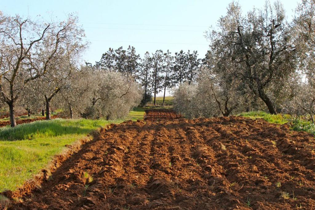 Agriturismo Monte Alzato カパルビオ エクステリア 写真